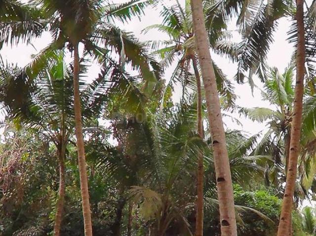 Residential Plot in Neura O Grande for resale Goa. The reference number is 20516571