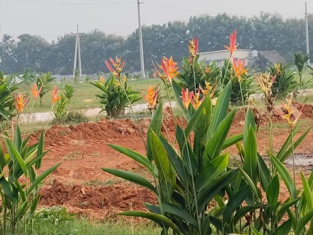 Residential Plot in Atchutapuram for resale Visakhapatnam. The reference number is 19782472