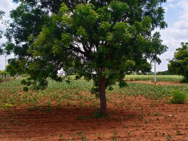 Residential Plot in Amangal for resale Ranga Reddy. The reference number is 20991738