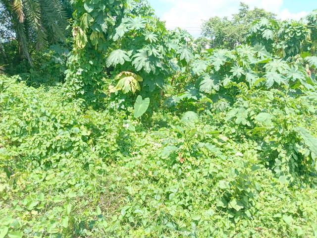 Residential Plot in Budge Budge for resale Kolkata. The reference number is 21118938