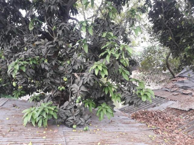 Residential Plot in Barasat for resale Kolkata. The reference number is 8875821