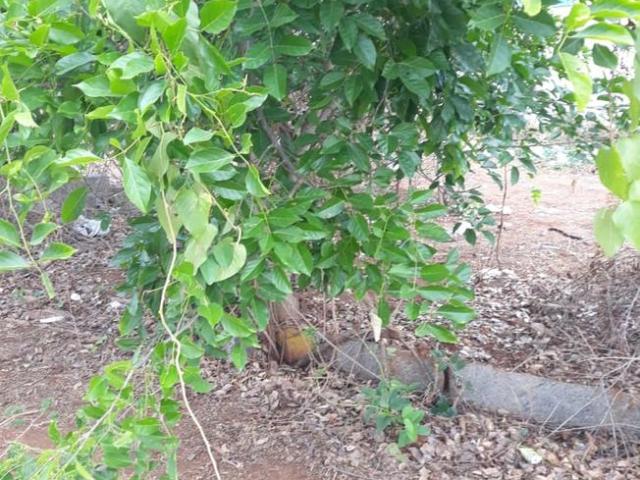 Residential Plot in Bedarahalli for resale Bengaluru. The reference number is 8587336