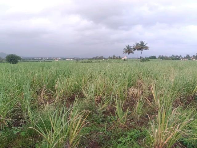 Residential Plot in Belondakhar for resale Navi Mumbai. The reference number is 17889831