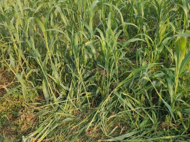 Residential Plot in Beur for resale Patna. The reference number is 21252181