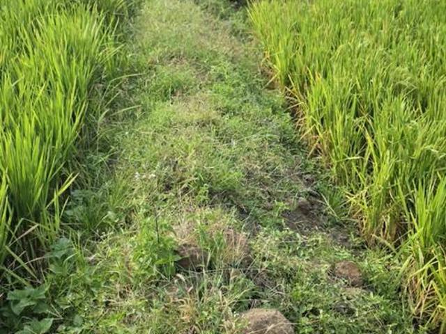Residential Plot in Bhor for resale Pune. The reference number is 21340036