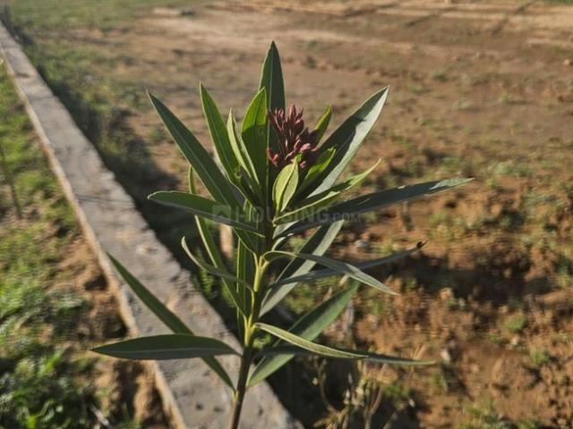 Residential Plot in Biharigarh for resale Saharanpur. The reference number is 20486823