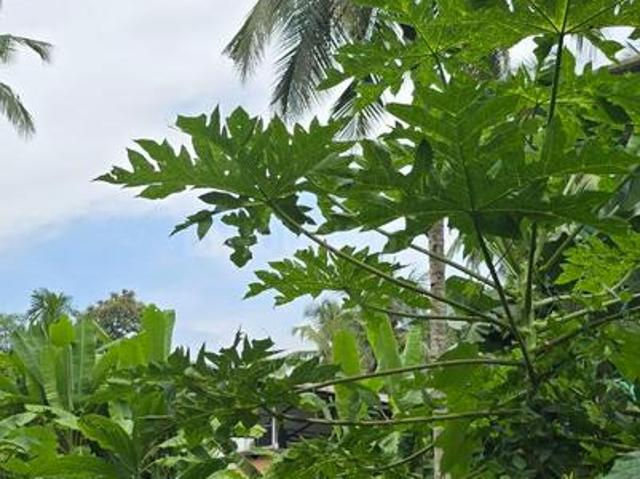 Residential Plot in Chevayur for resale Kozhikode. The reference number is 20601189