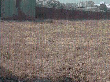 Residential Plot in Chuttu for resale Ranchi. The reference number is 20175819