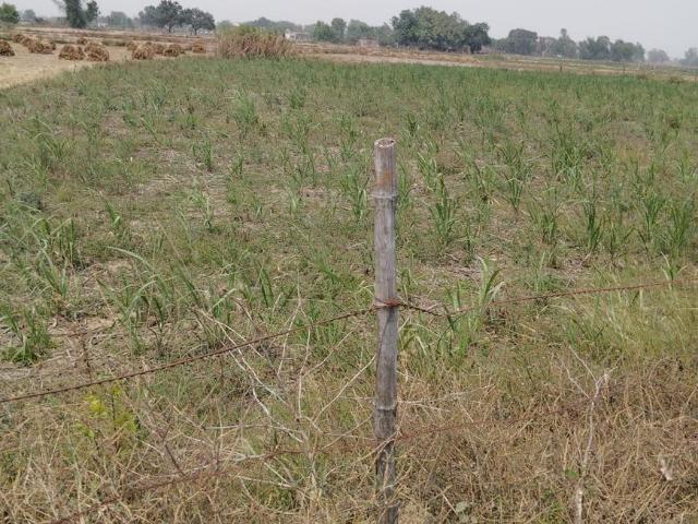 Residential Plot in Ganja for resale Ayodhya. The reference number is 20936669