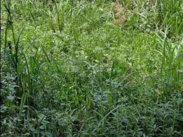 Residential Plot in Garia, Sonarpur for resale Kolkata. The reference number is 15275306