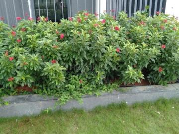 Residential Plot in Harlur for resale Bengaluru. The reference number is 20284031