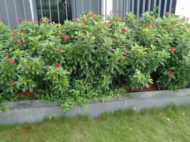 Residential Plot in Harlur for resale Bengaluru. The reference number is 20284031