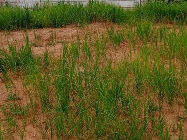 Residential Plot in Hoskote for resale Bengaluru. The reference number is 10189154
