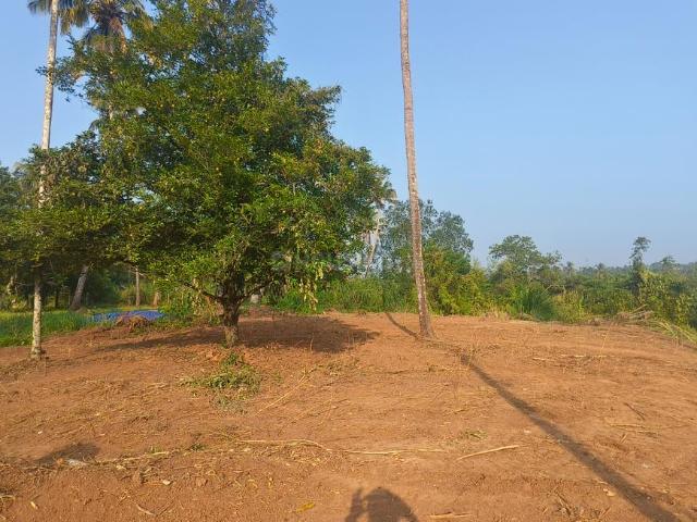 Residential Plot in Irinjalakuda for resale Thrissur. The reference number is 20009905