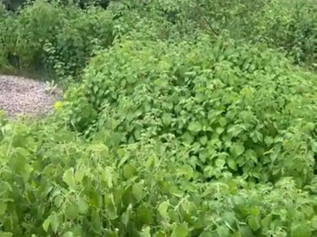 Residential Plot in Jhusi for resale Allahabad. The reference number is 19756158