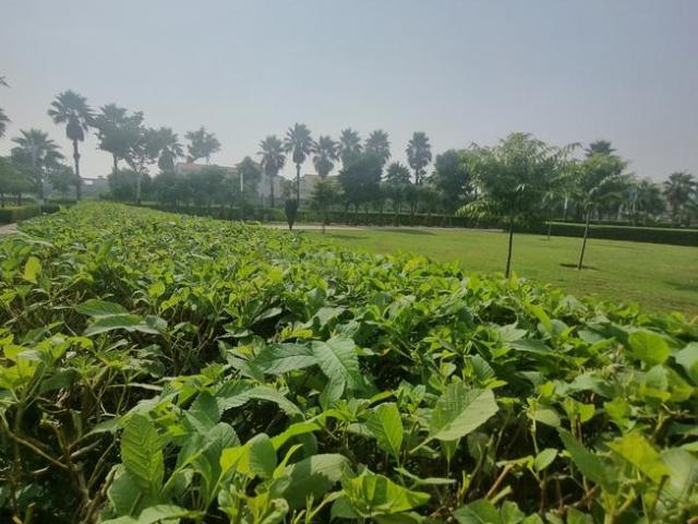 Residential Plot in Kurali for resale Mohali. The reference number is 21001993