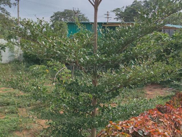 Residential Plot in Kurichi for resale Coimbatore. The reference number is 20820932