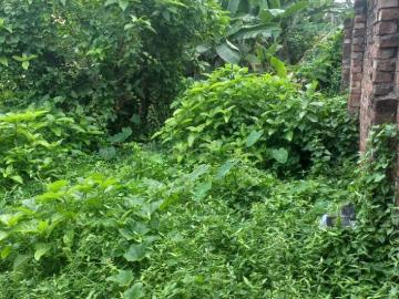 Land for sale in Nabadwip