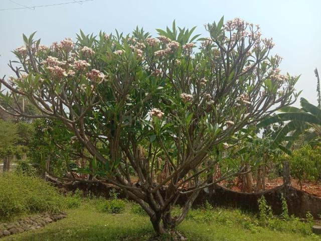 Residential Plot in Kasgaon Murbad for resale Thane. The reference number is 20374389