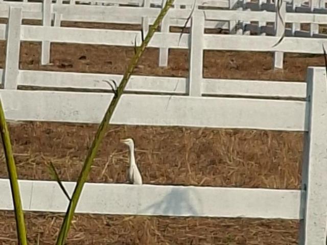 Residential Plot in Karjat for resale Thane. The reference number is 19345201