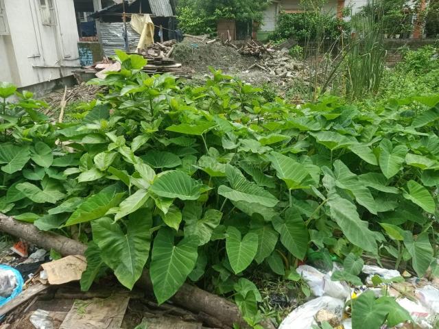 Residential Plot in Keshtopur for resale Kolkata. The reference number is 20996003