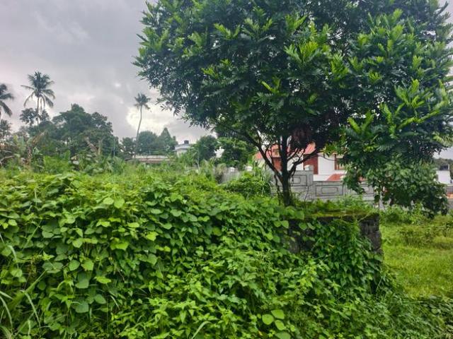 Residential Plot in Kizhakkambalam for resale Kochi. The reference number is 20685590