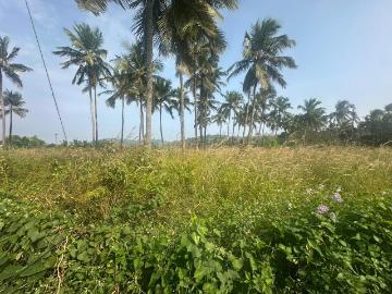 Pallippuram Town, Thrissur District, Kerala State