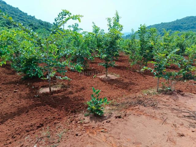 Residential Plot in Kothavalasa for resale Visakhapatnam. The reference number is 12967946