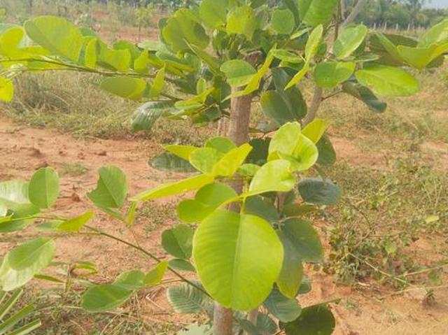 Residential Plot in Kothavalasa for resale Visakhapatnam. The reference number is 14374315