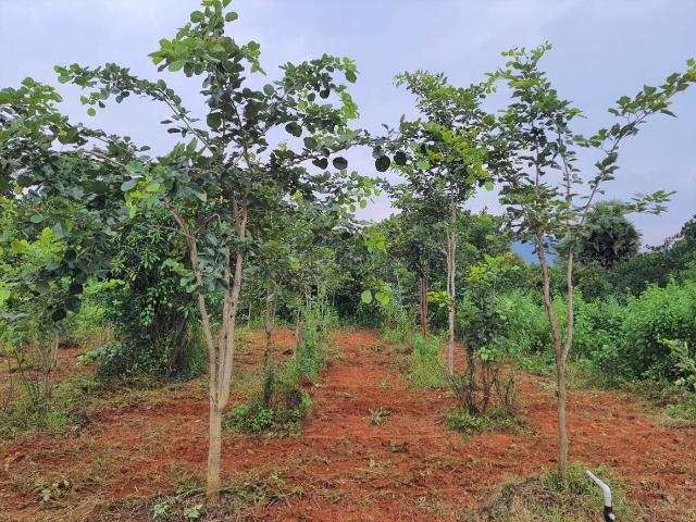 Residential Plot in Kothavalasa for resale Visakhapatnam. The reference number is 20851021