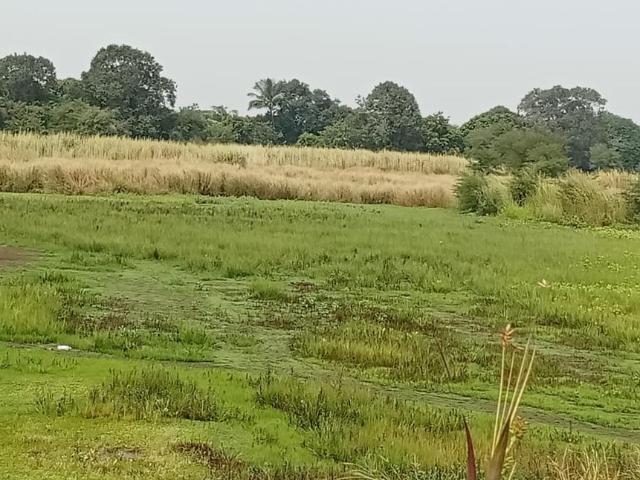 Residential Plot in Panvel for resale Navi Mumbai. The reference number is 17883757