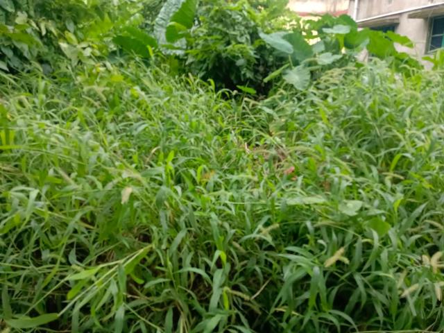 Residential Plot in Paschim Barisha for resale Kolkata. The reference number is 20760461