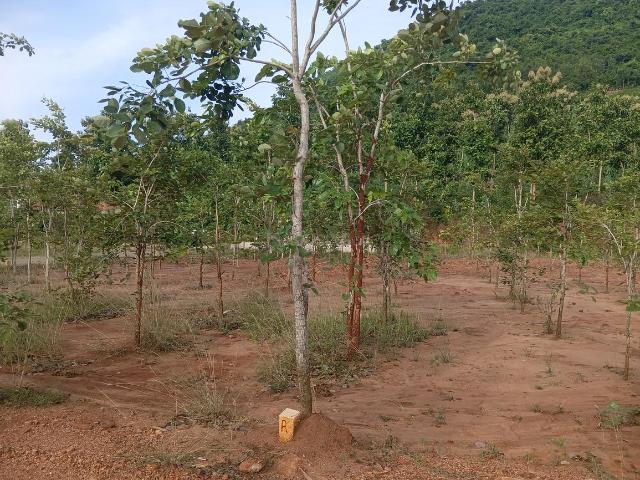 Residential Plot in Pendurthi for resale Visakhapatnam. The reference number is 20969266