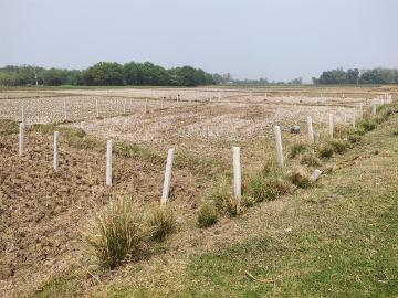 Bolpur, Murshidabad District County, West Bengal