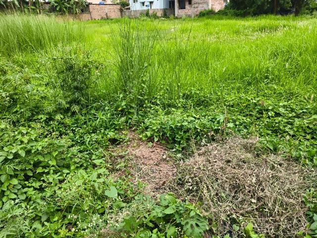 Residential Plot in Prantik for resale Bolpur Santiniketan. The reference number is 20550191