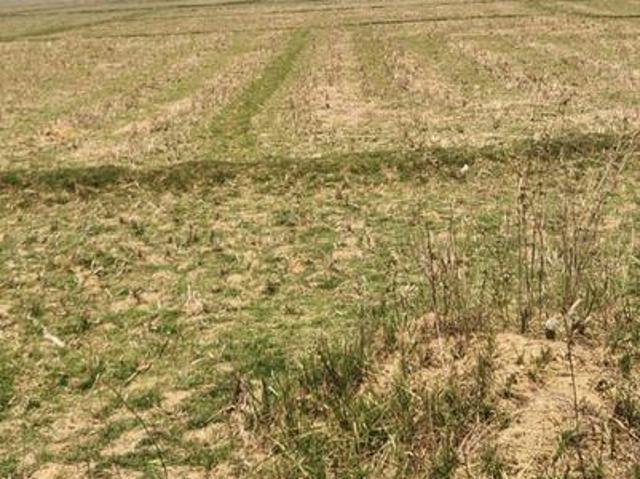 Residential Plot in Prantik for resale Bolpur Santiniketan. The reference number is 20550217
