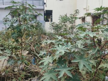 Bangalore, Bangalore District, Tamil Nadu