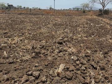 Raigad District, Maharashtra - Garden