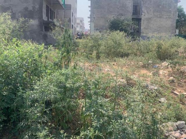 Residential Plot in Sector 57 for resale Gurgaon. The reference number is 17367522