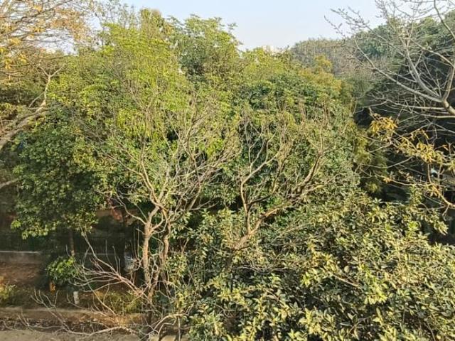 Residential Plot in Sector 54 for resale Gurgaon. The reference number is 19807680