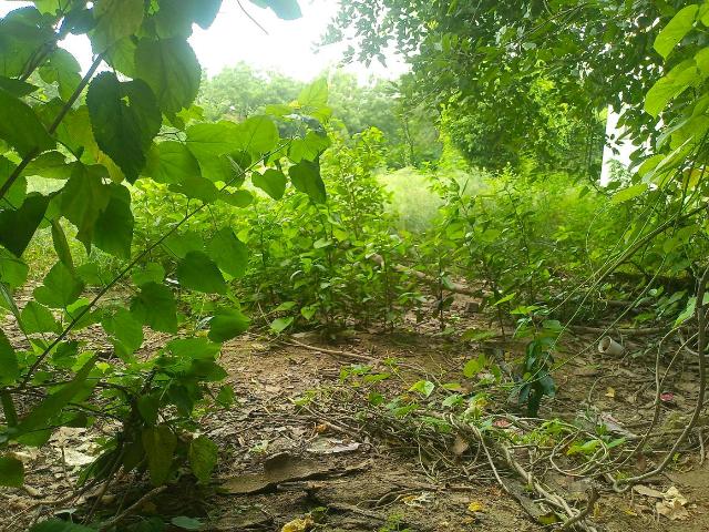 Residential Plot in Sector 23 for resale Gurgaon. The reference number is 20758009