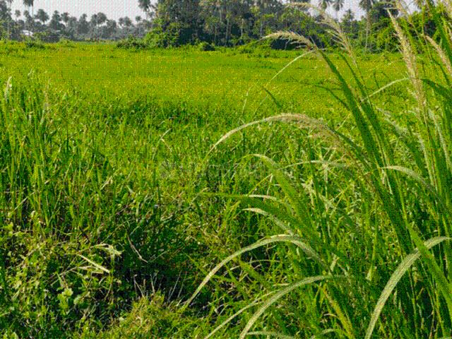Residential Plot in Sodepur for resale Kolkata. The reference number is 21175156