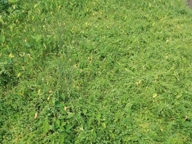 Residential Plot in Sodepur for resale Kolkata. The reference number is 9751392