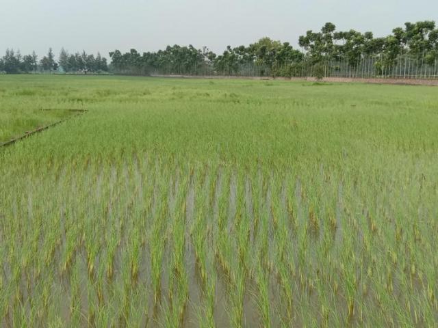 Residential Plot in Sonarpur for resale Kolkata. The reference number is 7270313