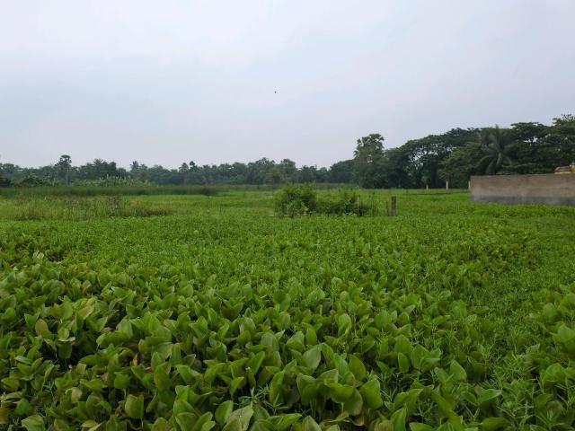 Residential Plot in Narendrapur for resale Kolkata. The reference number is 20524609