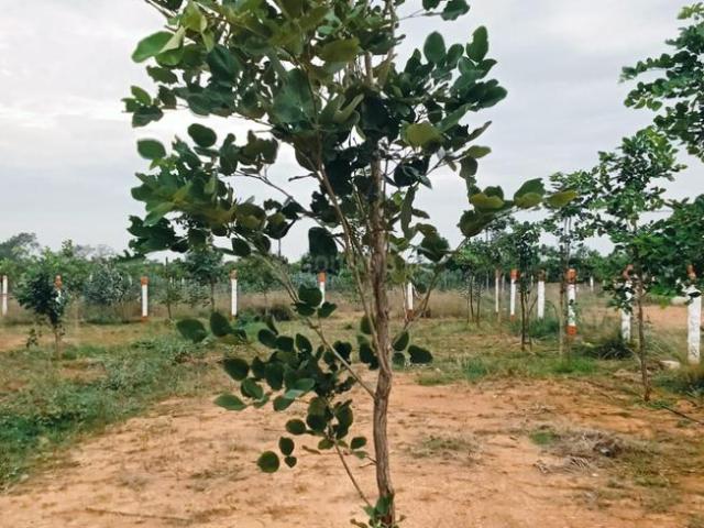 Residential Plot in Thiruvallur for resale Chennai. The reference number is 20787956