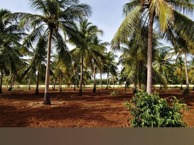 Residential Plot in Tiruchirappalli City for resale Tiruchirappalli. The reference number is 20015594