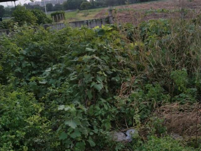 Residential Plot in Vaishno Devi Circle for resale Ahmedabad. The reference number is 18221158