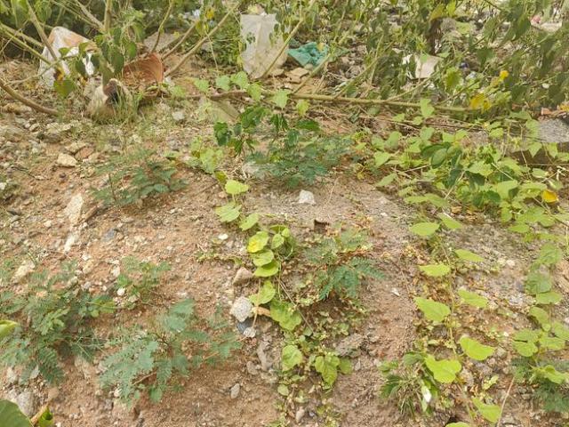 Residential Plot in Vidyaranyapura for resale Bengaluru. The reference number is 12661415