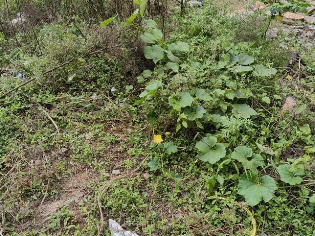 Residential Plot in Vidyaranyapura for resale Bengaluru. The reference number is 9725962